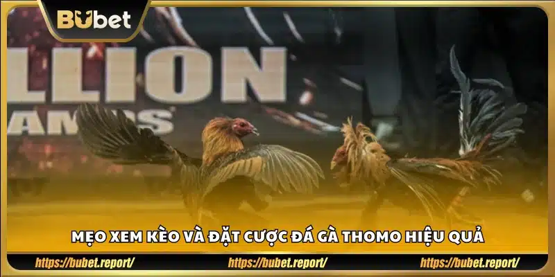 Bí kíp chọn kèo và xuống tiền khi cược đá gà Thomo