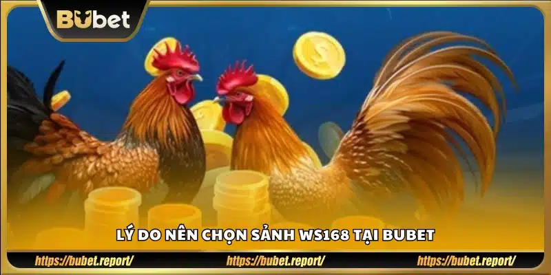 Vì sao nên chơi tại sảnh đá gà WS168 Bubet