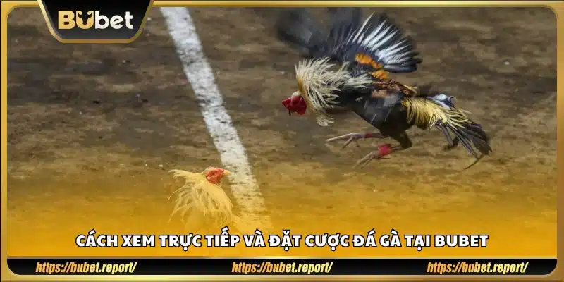 Xem trực tiếp và chơi cá cược đá gà trên Bubet như thế nào?