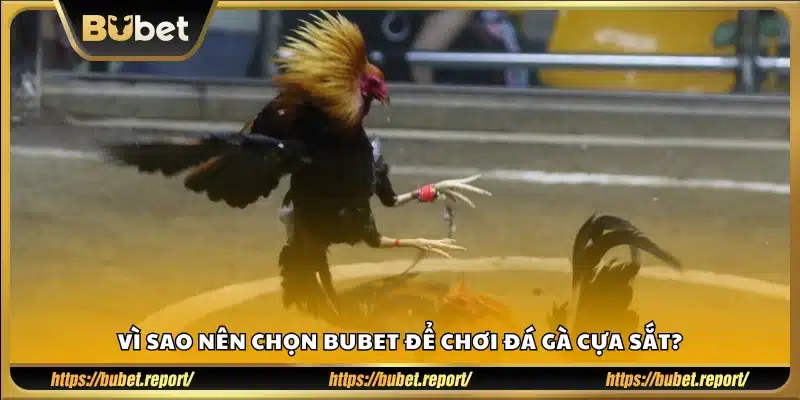 Vì sao nên chọn Bu Bet để chơi đá gà cựa sắt?