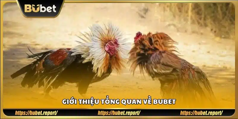 Bubet là gì? Tổng quan về nhà cái uy tín