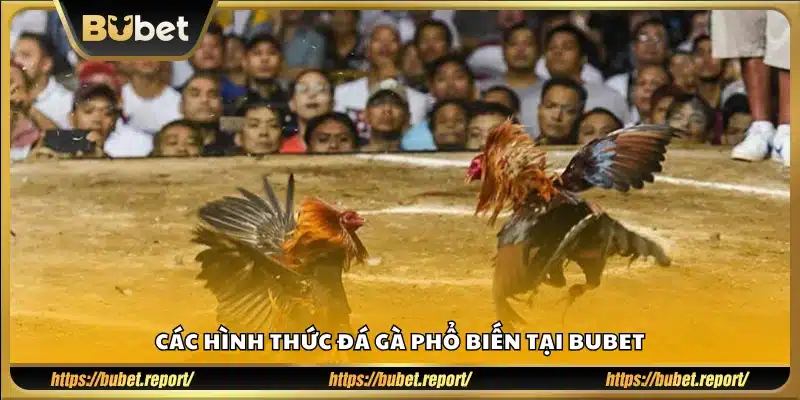 Tìm hiểu các thể loại đá gà đang có mặt tại Bubet